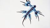 Blaue Ozeanschnecke