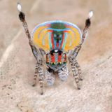 Pfauenspinne auf Blatt