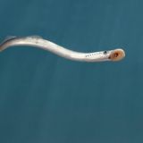 Meerneunauge unter Wasser