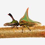 Zwei Buckelzirpen auf einem Ast