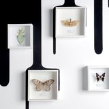 Wand mit schwarz, weiß verlaufender Farbe und kleinen Glaskästen, darin Schmetterling