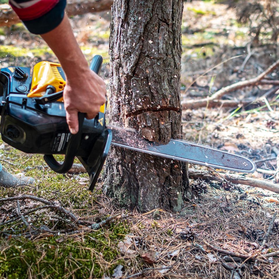 Mann mit Kettensäge sägt Baum ab