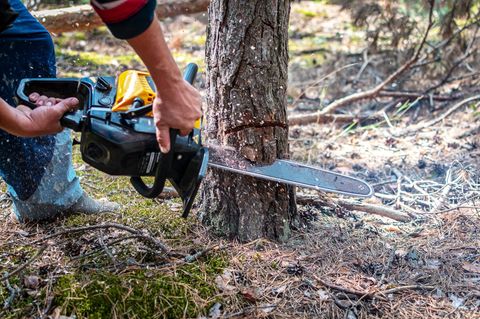 Mann mit Kettensäge sägt Baum ab