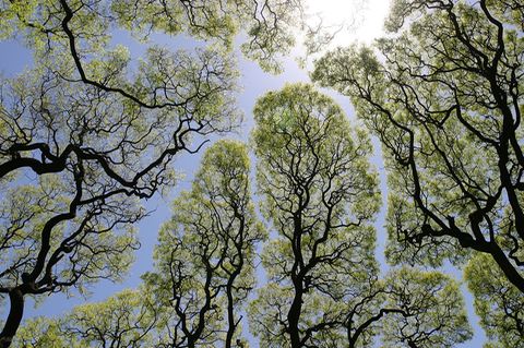 Crown Shyness - Baumkronen halten Abstand zueinander