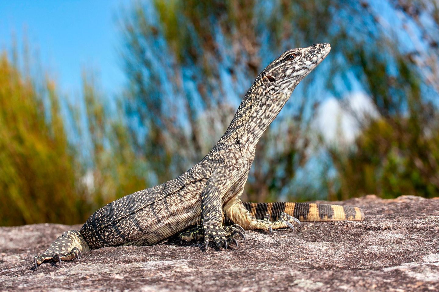 Rosenberg-Waran auf einem Stein  Rosenberg-Waran auf einem Stein