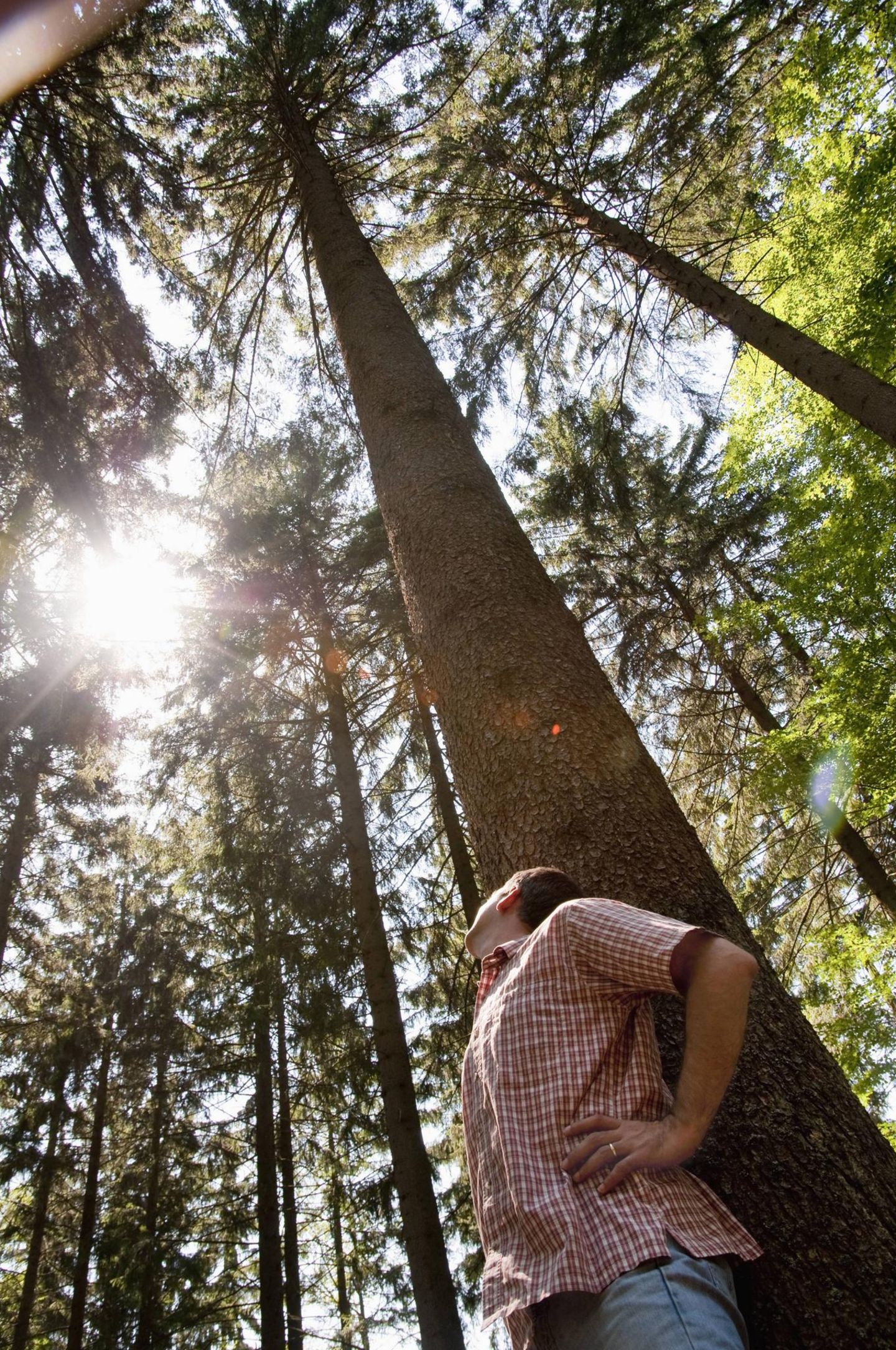 Mann schaut in einem Wald nach oben