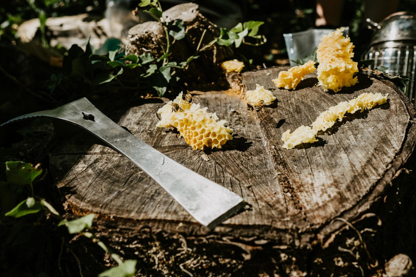 Für Kreative: Imkern im Thüringer Wald Utensilien eines Imkers auf einem Baumstamm