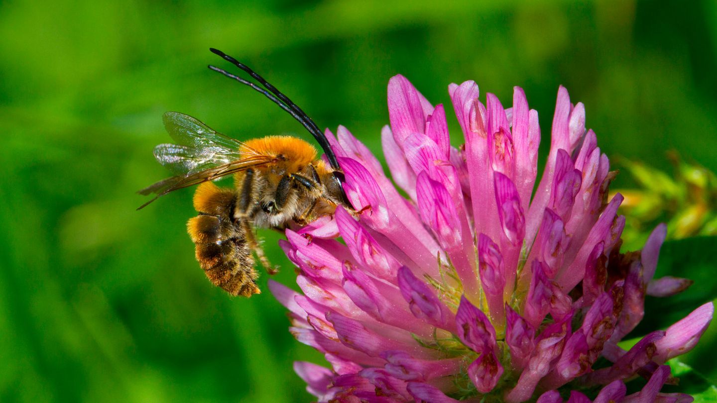 Wildbiene an Blüte