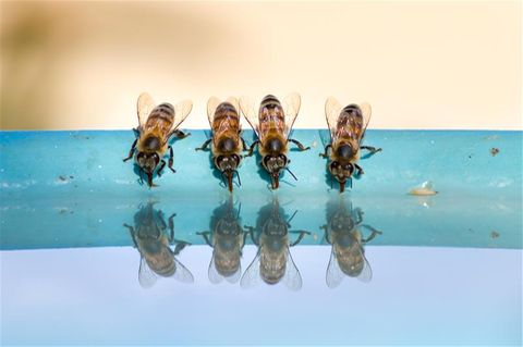 Bienen an einer Insektentränke