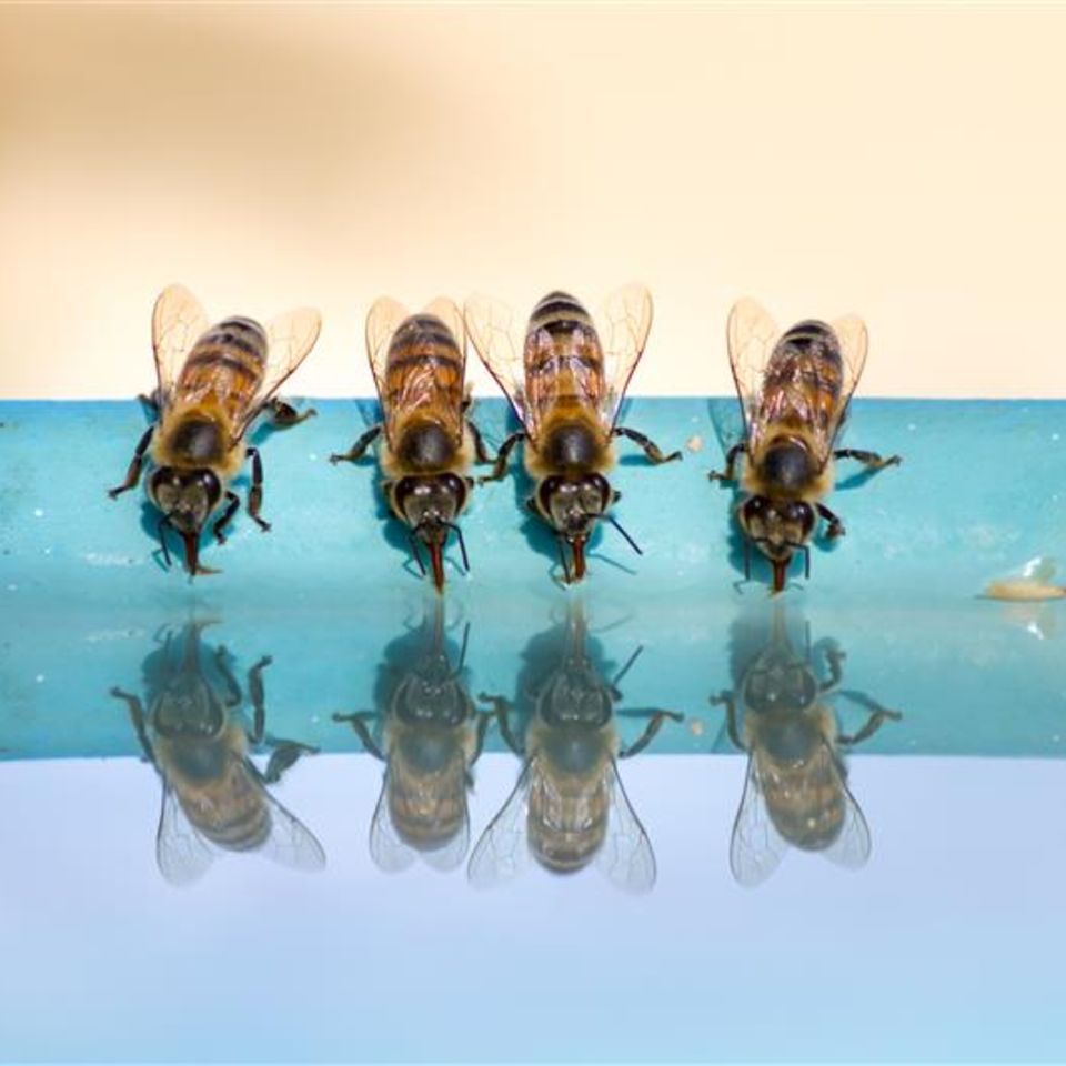 Bienen an einer Insektentränke