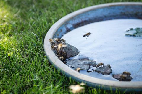 Bienen an einer Insektentränke