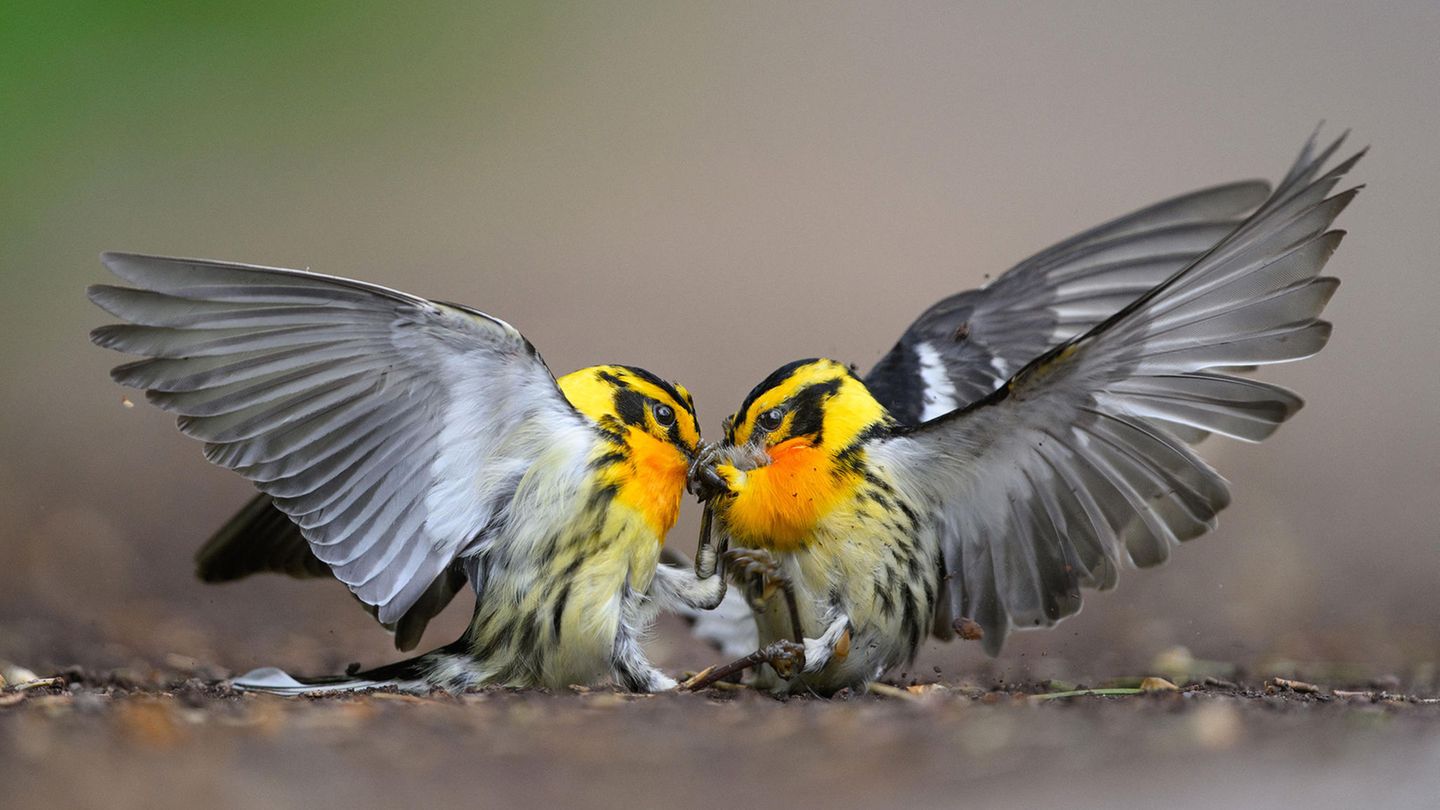 Category: Amateur  Species: Blackburnian Warbler  Location: Promised Land State Park, Greentown, Pennsylvania  Camera: Nikon Z9 with a NIKKOR 500mm f/4G ED VR lens; 1/2500 second at f/4.0; ISO 1250  Behind the Shot: While out for a walk, I had been following the song of a Magnolia Warbler along a trail when two quarreling Blackburnian Warblers dropped from the trees above. They landed a few feet in front of me, prompting me to carefully step back. They remained motionless, and I worried that the fall had injured them, but a moment later they began battling again. Once I realized the pair were too busy to notice me, I slowly dropped to the ground at their level to get a better look into their world. I adjusted my settings for action and snapped as they fought. The scene lasted a few minutes before they let each other go and returned to the canopy.  Bird Lore: The fiery throat of the male Blackburnian Warbler might suggest tropical heat, but this long-distance migrant mostly avoids the hottest zones. On their South American wintering grounds on the slopes of the Andes, Blackburnians range through cool, moist forest and mix peacefully among flocks of resident tropical birds. On their breeding grounds in northeastern North America, they flit about in shady coniferous groves—but the scene can get heated as males fiercely compete to claim the best nesting territories.  Judge’s Take (Daniel Dietrich): This photo incorporates so much of what we all hope for in a spectacular image. The photographer had the knowledge to get very low to create a foreground and background that perfectly highlights the subject. The intense action is captured perfectly as the two animals grasp at each other’s beaks. The symmetry of the wing position and color of the birds are brilliant.