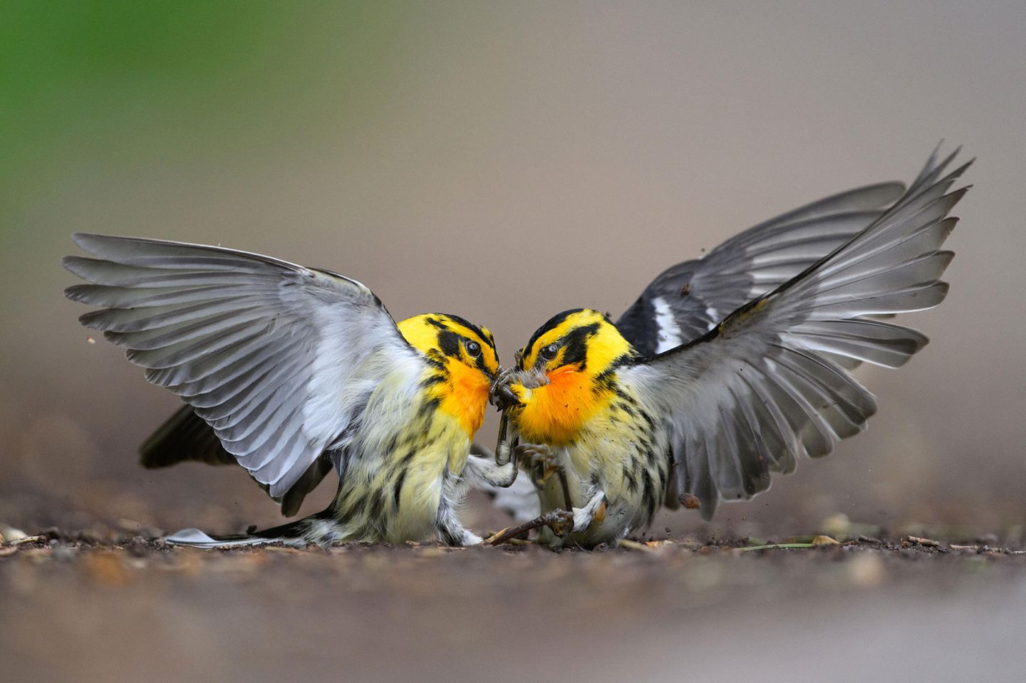 Fichtenwaldsänger beim Streit Category: Amateur  Species: Blackburnian Warbler  Location: Promised Land State Park, Greentown, Pennsylvania  Camera: Nikon Z9 with a NIKKOR 500mm f/4G ED VR lens; 1/2500 second at f/4.0; ISO 1250  Behind the Shot: While out for a walk, I had been following the song of a Magnolia Warbler along a trail when two quarreling Blackburnian Warblers dropped from the trees above. They landed a few feet in front of me, prompting me to carefully step back. They remained motionless, and I worried that the fall had injured them, but a moment later they began battling again. Once I realized the pair were too busy to notice me, I slowly dropped to the ground at their level to get a better look into their world. I adjusted my settings for action and snapped as they fought. The scene lasted a few minutes before they let each other go and returned to the canopy.  Bird Lore: The fiery throat of the male Blackburnian Warbler might suggest tropical heat, but this long-distance migrant mostly avoids the hottest zones. On their South American wintering grounds on the slopes of the Andes, Blackburnians range through cool, moist forest and mix peacefully among flocks of resident tropical birds. On their breeding grounds in northeastern North America, they flit about in shady coniferous groves—but the scene can get heated as males fiercely compete to claim the best nesting territories.  Judge’s Take (Daniel Dietrich): This photo incorporates so much of what we all hope for in a spectacular image. The photographer had the knowledge to get very low to create a foreground and background that perfectly highlights the subject. The intense action is captured perfectly as the two animals grasp at each other’s beaks. The symmetry of the wing position and color of the birds are brilliant.