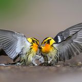 Category: Amateur  Species: Blackburnian Warbler  Location: Promised Land State Park, Greentown, Pennsylvania  Camera: Nikon Z9 with a NIKKOR 500mm f/4G ED VR lens; 1/2500 second at f/4.0; ISO 1250  Behind the Shot: While out for a walk, I had been following the song of a Magnolia Warbler along a trail when two quarreling Blackburnian Warblers dropped from the trees above. They landed a few feet in front of me, prompting me to carefully step back. They remained motionless, and I worried that the fall had injured them, but a moment later they began battling again. Once I realized the pair were too busy to notice me, I slowly dropped to the ground at their level to get a better look into their world. I adjusted my settings for action and snapped as they fought. The scene lasted a few minutes before they let each other go and returned to the canopy.  Bird Lore: The fiery throat of the male Blackburnian Warbler might suggest tropical heat, but this long-distance migrant mostly avoids the hottest zones. On their South American wintering grounds on the slopes of the Andes, Blackburnians range through cool, moist forest and mix peacefully among flocks of resident tropical birds. On their breeding grounds in northeastern North America, they flit about in shady coniferous groves—but the scene can get heated as males fiercely compete to claim the best nesting territories.  Judge’s Take (Daniel Dietrich): This photo incorporates so much of what we all hope for in a spectacular image. The photographer had the knowledge to get very low to create a foreground and background that perfectly highlights the subject. The intense action is captured perfectly as the two animals grasp at each other’s beaks. The symmetry of the wing position and color of the birds are brilliant.