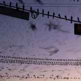 Amateur Award Winner: Tristan Vratil  Species: Great-tailed Grackle  Location: Austin, Texas  Camera: Canon EOS R5 with a Canon EF 100mm f/2.8L Macro IS USM lens and Viltrox EF-R2 Canon EF Lens to Canon RF Camera Mount Adapter; 1/6 second at f/13; ISO 400  Behind the Shot: As I drive home in traffic after a long workday, I look forward to witnessing a daily gathering of grackles. I lean onto my steering wheel to look up at the birds flying in a chaotic pattern and wonder whether other drivers notice their beauty. One evening, I grabbed my camera and tripod and set up at a corner gas station, positioning my lens to show the commonplace surroundings. I used a slower shutter speed to capture the flying birds’ hectic movements while keeping those perched on the power lines in focus.  Bird Lore: A century ago, Great-tailed Grackles in the United States lived only in southern Texas. Now widespread, they breed in colonies as far north as Minnesota and Idaho and often gather in large, communal roosts. City centers are popular spots for congregations, perhaps because fewer predators are around.  Judge’s Take (Lucas Bustamante): I fell in love with this image. It has much to tell: first and most importantly, that you don’t need to travel overseas or outside your city to find a spectacular moment. It also shows us that nature exists not only as an isolated or pristine environment, but also at the intersection of the wild with humans. And last but not least, the eye of the photographer to represent the action using movement and take this photo on-the-fly makes this a well-deserved winning image