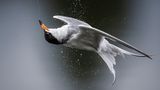 Professional Honorable Mention: Kevin Lohman  Species: Forster’s Tern  Location: Mountain View, California  Camera: Nikon Z9 with a Nikon NIKKOR Z 600mm f/4 TC VR S lens; 1/6400 second at f/4.0; ISO 560  Behind the Shot: I watched Forster’s Terns flying over a lake and diving into the water, often coming up with small fish. Holding a long lens, I tried to keep the birds in the frame as they quickly flew out of the water, though it was difficult to predict where they’d emerge. I used a fast shutter speed, but the bright sky and the terns’ white feathers required that I watch my exposure. This tern popped up near me and did a quick shake, sending droplets in every direction. When it twisted its head to remove the water, it looked like it was flying upside down.  Bird Lore: Four species of medium-sized terns—Forster’s, Common, Arctic, and Roseate—look confusingly similar. What’s more, they forage in similar ways, by plunging from the air to capture small fish just below the water’s surface. But they differ in breeding habits. While the other three usually lay their eggs in simple scrapes on the bare ground of islands or beaches, the Forster’s is a marsh bird. It often builds a substantial nest of plant material in a clump of marsh vegetation or a similar support, such as on top of a muskrat house.  Judge’s Take (Sabine Meyer): The perfect moment of high-energy contortion makes this image explode right in front of us. We can almost feel the glistening water droplets splash onto our faces. The tern’s move is graceful, and the line of water coming out of its beak helps connect the composition from head to tail. I also love that this frame freezes the eye’s nictitating membrane as the bird blinks, a perfect capture.