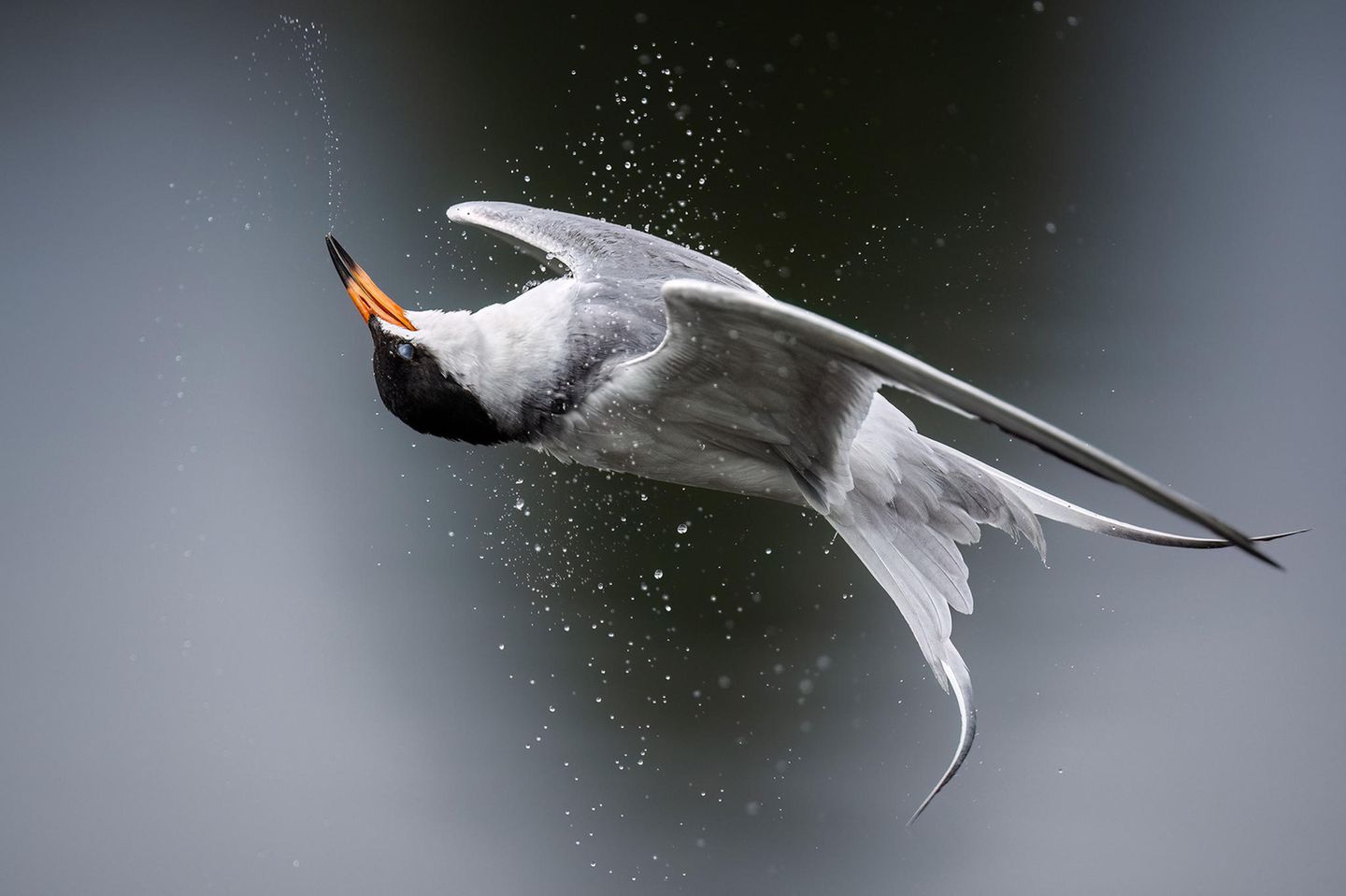 Forsterseeschwalbe auf der Jagd Professional Honorable Mention: Kevin Lohman  Species: Forster’s Tern  Location: Mountain View, California  Camera: Nikon Z9 with a Nikon NIKKOR Z 600mm f/4 TC VR S lens; 1/6400 second at f/4.0; ISO 560  Behind the Shot: I watched Forster’s Terns flying over a lake and diving into the water, often coming up with small fish. Holding a long lens, I tried to keep the birds in the frame as they quickly flew out of the water, though it was difficult to predict where they’d emerge. I used a fast shutter speed, but the bright sky and the terns’ white feathers required that I watch my exposure. This tern popped up near me and did a quick shake, sending droplets in every direction. When it twisted its head to remove the water, it looked like it was flying upside down.  Bird Lore: Four species of medium-sized terns—Forster’s, Common, Arctic, and Roseate—look confusingly similar. What’s more, they forage in similar ways, by plunging from the air to capture small fish just below the water’s surface. But they differ in breeding habits. While the other three usually lay their eggs in simple scrapes on the bare ground of islands or beaches, the Forster’s is a marsh bird. It often builds a substantial nest of plant material in a clump of marsh vegetation or a similar support, such as on top of a muskrat house.  Judge’s Take (Sabine Meyer): The perfect moment of high-energy contortion makes this image explode right in front of us. We can almost feel the glistening water droplets splash onto our faces. The tern’s move is graceful, and the line of water coming out of its beak helps connect the composition from head to tail. I also love that this frame freezes the eye’s nictitating membrane as the bird blinks, a perfect capture.