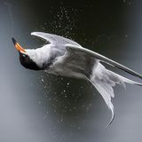 Professional Honorable Mention: Kevin Lohman  Species: Forster’s Tern  Location: Mountain View, California  Camera: Nikon Z9 with a Nikon NIKKOR Z 600mm f/4 TC VR S lens; 1/6400 second at f/4.0; ISO 560  Behind the Shot: I watched Forster’s Terns flying over a lake and diving into the water, often coming up with small fish. Holding a long lens, I tried to keep the birds in the frame as they quickly flew out of the water, though it was difficult to predict where they’d emerge. I used a fast shutter speed, but the bright sky and the terns’ white feathers required that I watch my exposure. This tern popped up near me and did a quick shake, sending droplets in every direction. When it twisted its head to remove the water, it looked like it was flying upside down.  Bird Lore: Four species of medium-sized terns—Forster’s, Common, Arctic, and Roseate—look confusingly similar. What’s more, they forage in similar ways, by plunging from the air to capture small fish just below the water’s surface. But they differ in breeding habits. While the other three usually lay their eggs in simple scrapes on the bare ground of islands or beaches, the Forster’s is a marsh bird. It often builds a substantial nest of plant material in a clump of marsh vegetation or a similar support, such as on top of a muskrat house.  Judge’s Take (Sabine Meyer): The perfect moment of high-energy contortion makes this image explode right in front of us. We can almost feel the glistening water droplets splash onto our faces. The tern’s move is graceful, and the line of water coming out of its beak helps connect the composition from head to tail. I also love that this frame freezes the eye’s nictitating membrane as the bird blinks, a perfect capture.