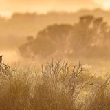 Birds in Landscapes Prize: Kevin Lohman  Category: Professional  Species: California Quail  Location: Santa Cruz, California  Camera: Nikon D6 with a NIKKOR 180-400mm f/4E TC1.4 FL ED VR lens and Built-in 1.4x teleconverter; 1/800 second at f/5.6; ISO 560  Behind the Shot: It was close to sunset, and I was walking along an open area, looking for wildlife. I heard a California Quail and saw this male perched on top of a bush, acting as sentinel for his flock—ready to call out a warning if threats appeared. I moved to a spot where I could see layers in the landscape and snapped this image with a long lens. Having wildlife in the scene, as opposed to a simple landscape, makes for more of a special moment: The bird is only there fleetingly relative to everything else.  Bird Lore: The well-named California Quail was originally native throughout most of the state, as well as the Baja California peninsula and small parts of Oregon and Nevada. Within that range, coveys run on the ground in shrubby habitats like chaparral and sage scrub, avoiding both open desert and dense forest. That might suggest the species is picky about where it roams. But introduced populations have proven otherwise, thriving elsewhere in the West and even in such far-flung places as Hawai‘i, Chile, the Mediterranean island of Corsica, and New Zealand.  Judge’s Take (Daniel Dietrich): This is a familiar scene for me living in Point Reyes, and one I don’t take for granted. While close-up shots can be dramatic, stepping back can create wonderful results. While the landscape is simple, it is this quail’s home, his world. He sits as a protector over his covey in this beautifully captured image. The dramatic lighting, the fog, and bird position all come together so well here.