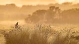 Birds in Landscapes Prize: Kevin Lohman  Category: Professional  Species: California Quail  Location: Santa Cruz, California  Camera: Nikon D6 with a NIKKOR 180-400mm f/4E TC1.4 FL ED VR lens and Built-in 1.4x teleconverter; 1/800 second at f/5.6; ISO 560  Behind the Shot: It was close to sunset, and I was walking along an open area, looking for wildlife. I heard a California Quail and saw this male perched on top of a bush, acting as sentinel for his flock—ready to call out a warning if threats appeared. I moved to a spot where I could see layers in the landscape and snapped this image with a long lens. Having wildlife in the scene, as opposed to a simple landscape, makes for more of a special moment: The bird is only there fleetingly relative to everything else.  Bird Lore: The well-named California Quail was originally native throughout most of the state, as well as the Baja California peninsula and small parts of Oregon and Nevada. Within that range, coveys run on the ground in shrubby habitats like chaparral and sage scrub, avoiding both open desert and dense forest. That might suggest the species is picky about where it roams. But introduced populations have proven otherwise, thriving elsewhere in the West and even in such far-flung places as Hawai‘i, Chile, the Mediterranean island of Corsica, and New Zealand.  Judge’s Take (Daniel Dietrich): This is a familiar scene for me living in Point Reyes, and one I don’t take for granted. While close-up shots can be dramatic, stepping back can create wonderful results. While the landscape is simple, it is this quail’s home, his world. He sits as a protector over his covey in this beautifully captured image. The dramatic lighting, the fog, and bird position all come together so well here.