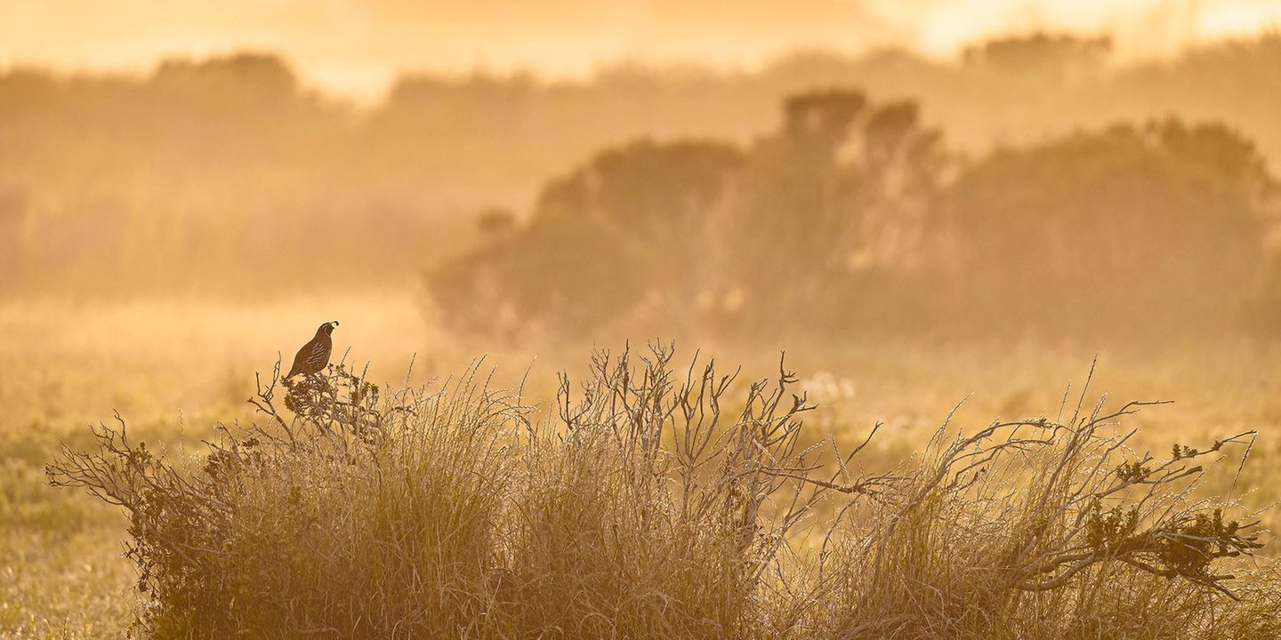 Birds in Landscapes Prize: Kevin Lohman  Category: Professional  Species: California Quail  Location: Santa Cruz, California  Camera: Nikon D6 with a NIKKOR 180-400mm f/4E TC1.4 FL ED VR lens and Built-in 1.4x teleconverter; 1/800 second at f/5.6; ISO 560  Behind the Shot: It was close to sunset, and I was walking along an open area, looking for wildlife. I heard a California Quail and saw this male perched on top of a bush, acting as sentinel for his flock—ready to call out a warning if threats appeared. I moved to a spot where I could see layers in the landscape and snapped this image with a long lens. Having wildlife in the scene, as opposed to a simple landscape, makes for more of a special moment: The bird is only there fleetingly relative to everything else.  Bird Lore: The well-named California Quail was originally native throughout most of the state, as well as the Baja California peninsula and small parts of Oregon and Nevada. Within that range, coveys run on the ground in shrubby habitats like chaparral and sage scrub, avoiding both open desert and dense forest. That might suggest the species is picky about where it roams. But introduced populations have proven otherwise, thriving elsewhere in the West and even in such far-flung places as Hawai‘i, Chile, the Mediterranean island of Corsica, and New Zealand.  Judge’s Take (Daniel Dietrich): This is a familiar scene for me living in Point Reyes, and one I don’t take for granted. While close-up shots can be dramatic, stepping back can create wonderful results. While the landscape is simple, it is this quail’s home, his world. He sits as a protector over his covey in this beautifully captured image. The dramatic lighting, the fog, and bird position all come together so well here.