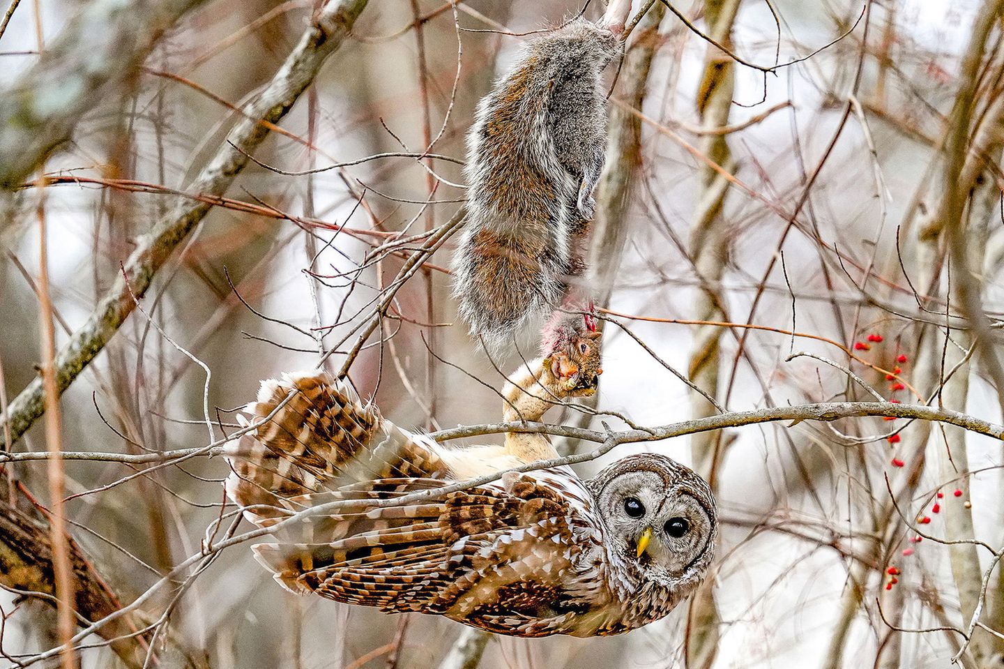 Streifenkauz im Siegesglück Amateur Honorable Mention: Erin Boisvert  Species: Barred Owl  Location : Newtown, Connecticut  Camera: Sony a7 IV Mirrorless Digital Camera with a Sony FE 200-600mm F/5.6-6.3 G OSS lens; 1/500 second at f/6.3; ISO 3200  Behind the Shot: After many quiet hours of birding on a blustery December day, I saw a Barred Owl swoop through the trees. Two Red-tailed Hawks flew in the same direction. Screeching erupted, and I followed the sound to find the birds fighting over a squirrel impaled on a tree branch. The owl came out victorious, and the hawks retreated behind me. I watched in awe as the owl moved with the ease of an Olympic gymnast to keep an eye on the hawks and its dinner, and I captured this photo as it looked in my direction.  Bird Lore: The Barred Owl can’t thrive without areas of deep forest, but within that habitat it remains abundant because of its flexible behavior. The species feeds on a wide range of prey, including mammals, birds, snakes, frogs, fish, large insects, and crayfish. Its hunting patterns vary as well: Although it’s usually nocturnal like most owls, it will also hunt in daylight. One of its major predators is its larger cousin, the Great Horned Owl, which favors open areas—reason enough for the Barred Owl to stick to the deep woods.  Judge’s Take (Daniel Dietrich): This is an incredible moment caught by the photographer. We have all felt the challenges of photographing birds through thick branches. The photographer found the right line to have minimal branches blocking the subject and prey while capturing the position of the owl, which was likely hanging from the prey momentarily. Sharp and raw in nature, this image is a winner.