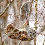 Amateur Honorable Mention: Erin Boisvert  Species: Barred Owl  Location : Newtown, Connecticut  Camera: Sony a7 IV Mirrorless Digital Camera with a Sony FE 200-600mm F/5.6-6.3 G OSS lens; 1/500 second at f/6.3; ISO 3200  Behind the Shot: After many quiet hours of birding on a blustery December day, I saw a Barred Owl swoop through the trees. Two Red-tailed Hawks flew in the same direction. Screeching erupted, and I followed the sound to find the birds fighting over a squirrel impaled on a tree branch. The owl came out victorious, and the hawks retreated behind me. I watched in awe as the owl moved with the ease of an Olympic gymnast to keep an eye on the hawks and its dinner, and I captured this photo as it looked in my direction.  Bird Lore: The Barred Owl can’t thrive without areas of deep forest, but within that habitat it remains abundant because of its flexible behavior. The species feeds on a wide range of prey, including mammals, birds, snakes, frogs, fish, large insects, and crayfish. Its hunting patterns vary as well: Although it’s usually nocturnal like most owls, it will also hunt in daylight. One of its major predators is its larger cousin, the Great Horned Owl, which favors open areas—reason enough for the Barred Owl to stick to the deep woods.  Judge’s Take (Daniel Dietrich): This is an incredible moment caught by the photographer. We have all felt the challenges of photographing birds through thick branches. The photographer found the right line to have minimal branches blocking the subject and prey while capturing the position of the owl, which was likely hanging from the prey momentarily. Sharp and raw in nature, this image is a winner.  