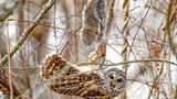 Amateur Honorable Mention: Erin Boisvert  Species: Barred Owl  Location : Newtown, Connecticut  Camera: Sony a7 IV Mirrorless Digital Camera with a Sony FE 200-600mm F/5.6-6.3 G OSS lens; 1/500 second at f/6.3; ISO 3200  Behind the Shot: After many quiet hours of birding on a blustery December day, I saw a Barred Owl swoop through the trees. Two Red-tailed Hawks flew in the same direction. Screeching erupted, and I followed the sound to find the birds fighting over a squirrel impaled on a tree branch. The owl came out victorious, and the hawks retreated behind me. I watched in awe as the owl moved with the ease of an Olympic gymnast to keep an eye on the hawks and its dinner, and I captured this photo as it looked in my direction.  Bird Lore: The Barred Owl can’t thrive without areas of deep forest, but within that habitat it remains abundant because of its flexible behavior. The species feeds on a wide range of prey, including mammals, birds, snakes, frogs, fish, large insects, and crayfish. Its hunting patterns vary as well: Although it’s usually nocturnal like most owls, it will also hunt in daylight. One of its major predators is its larger cousin, the Great Horned Owl, which favors open areas—reason enough for the Barred Owl to stick to the deep woods.  Judge’s Take (Daniel Dietrich): This is an incredible moment caught by the photographer. We have all felt the challenges of photographing birds through thick branches. The photographer found the right line to have minimal branches blocking the subject and prey while capturing the position of the owl, which was likely hanging from the prey momentarily. Sharp and raw in nature, this image is a winner.  