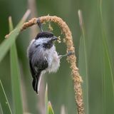 Plants for Birds Award Winner: Linda Scher     Category: Amateur  Species: Black-capped Chickadee  Location: Richfield, Minnesota  Camera: Nikon Z9 with a Nikon AF-S NIKKOR 500mm f/5.6E PF ED VR lens and a Nikon AF-S Teleconverter TC-14E; 1/1250 second at f/8.0; ISO 18000  Behind the Shot: I was walking around the Wood Lake Nature Center, an urban preserve that I often visit, when I saw several Black-capped Chickadees and goldfinches enjoying broad-leaf cattail seeds; this little guy was especially acrobatic and entertaining. I increased my ISO to keep my shutter speed fast enough to capture the quickly moving subject. I love birding in late summer, when seedeaters seem to have an endless supply of food.  Bird Lore: Because Black-capped Chickadees stay on their northern breeding grounds all year, they must adapt to the changing seasons. These tiny omnivores consume a wide variety of insects, seeds, small fruits, and other fare. Moving about their territories, they are constantly alert for new food sources. This chickadee is only a few weeks old, as indicated by its loose feathers and dusky cap, but it’s already exploring this seeding cattail.  Judge’s Take (John Rowden): To me, this image captures what many people love about Black-capped Chickadees—their big, inquisitive bird energy packed into a tiny body. The photo invites you into an ephemeral moment with the industrious bird bending the cattail to its will with no small effort on its part. The flying pieces of tiny fluff add action to the tableau, and the photo even contains a surprise: Zooming in you can see a tiny caterpillar in the chickadee’s bill. 