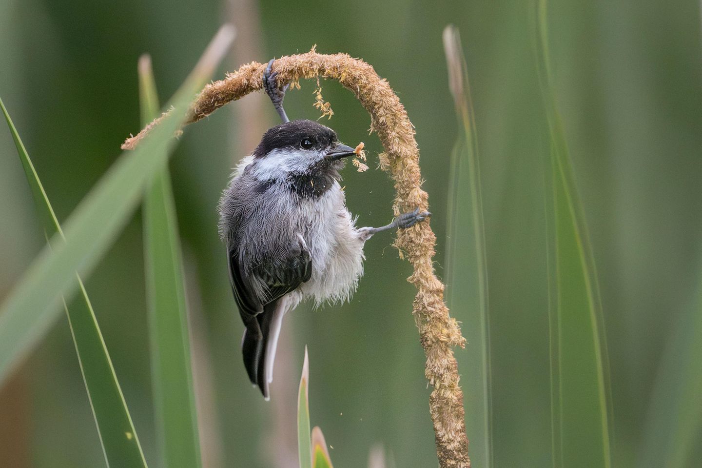 Schwarzkopfmeise als Akrobatin Plants for Birds Award Winner: Linda Scher     Category: Amateur  Species: Black-capped Chickadee  Location: Richfield, Minnesota  Camera: Nikon Z9 with a Nikon AF-S NIKKOR 500mm f/5.6E PF ED VR lens and a Nikon AF-S Teleconverter TC-14E; 1/1250 second at f/8.0; ISO 18000  Behind the Shot: I was walking around the Wood Lake Nature Center, an urban preserve that I often visit, when I saw several Black-capped Chickadees and goldfinches enjoying broad-leaf cattail seeds; this little guy was especially acrobatic and entertaining. I increased my ISO to keep my shutter speed fast enough to capture the quickly moving subject. I love birding in late summer, when seedeaters seem to have an endless supply of food.  Bird Lore: Because Black-capped Chickadees stay on their northern breeding grounds all year, they must adapt to the changing seasons. These tiny omnivores consume a wide variety of insects, seeds, small fruits, and other fare. Moving about their territories, they are constantly alert for new food sources. This chickadee is only a few weeks old, as indicated by its loose feathers and dusky cap, but it’s already exploring this seeding cattail.  Judge’s Take (John Rowden): To me, this image captures what many people love about Black-capped Chickadees—their big, inquisitive bird energy packed into a tiny body. The photo invites you into an ephemeral moment with the industrious bird bending the cattail to its will with no small effort on its part. The flying pieces of tiny fluff add action to the tableau, and the photo even contains a surprise: Zooming in you can see a tiny caterpillar in the chickadee’s bill.