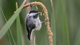 Plants for Birds Award Winner: Linda Scher     Category: Amateur  Species: Black-capped Chickadee  Location: Richfield, Minnesota  Camera: Nikon Z9 with a Nikon AF-S NIKKOR 500mm f/5.6E PF ED VR lens and a Nikon AF-S Teleconverter TC-14E; 1/1250 second at f/8.0; ISO 18000  Behind the Shot: I was walking around the Wood Lake Nature Center, an urban preserve that I often visit, when I saw several Black-capped Chickadees and goldfinches enjoying broad-leaf cattail seeds; this little guy was especially acrobatic and entertaining. I increased my ISO to keep my shutter speed fast enough to capture the quickly moving subject. I love birding in late summer, when seedeaters seem to have an endless supply of food.  Bird Lore: Because Black-capped Chickadees stay on their northern breeding grounds all year, they must adapt to the changing seasons. These tiny omnivores consume a wide variety of insects, seeds, small fruits, and other fare. Moving about their territories, they are constantly alert for new food sources. This chickadee is only a few weeks old, as indicated by its loose feathers and dusky cap, but it’s already exploring this seeding cattail.  Judge’s Take (John Rowden): To me, this image captures what many people love about Black-capped Chickadees—their big, inquisitive bird energy packed into a tiny body. The photo invites you into an ephemeral moment with the industrious bird bending the cattail to its will with no small effort on its part. The flying pieces of tiny fluff add action to the tableau, and the photo even contains a surprise: Zooming in you can see a tiny caterpillar in the chickadee’s bill. 