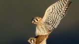 Youth Award Winner: Parham Pourahmad  Species: American Kestrel  Location: San Jose, California  Camera: Nikon D3500 with a Sigma 150-600mm f/5-6.3 DG OS HSM Contemporary lens; 1/1600 second at f/6.3; ISO 360  Behind the Shot: I found this kestrel pair eating insects and gravel to help them digest prey. I later saw them repeat these behaviors, except this time the male would fly up to the female and perch on her back to mate. Because pedestrians make kestrels skittish, I sat in the car with my mom, waiting to get a photo. Eventually, the male approached the female again. I clicked away, hoping to get his wings straight up to avoid any shadows. When I looked at my pictures, I found my favorite. The golden sunrise light and dark shadows of the hill make the image for me.  Bird Lore: Kestrels make up a group of more than a dozen falcon species, but the American Kestrel—widespread from Alaska to South America—is the only one in the Western Hemisphere. Nesting in tree holes and other cavities, the female does most of the egg incubating, while the male plays a major role in bringing food for hatchlings. The same birds typically pair up every breeding season as long as both are alive, but they often spend the winter separately, reuniting in spring.  Judge’s Take (Sabine Meyer): Such a classic beauty of a photo, with great warm light and saturated rich colors. The birds are caught in the act of mating and mesh together in an elegant composition that has just the right amount of negative space around the action.