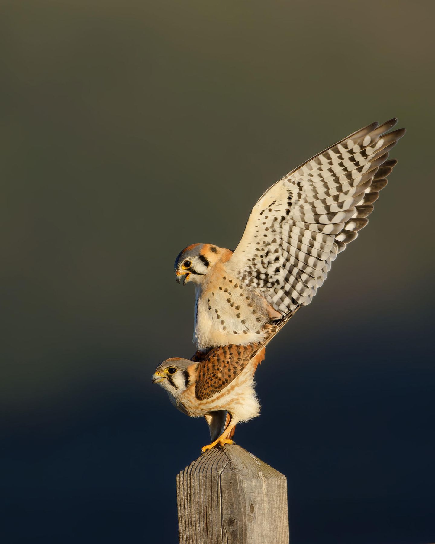 Youth Award Winner: Parham Pourahmad  Species: American Kestrel  Location: San Jose, California  Camera: Nikon D3500 with a Sigma 150-600mm f/5-6.3 DG OS HSM Contemporary lens; 1/1600 second at f/6.3; ISO 360  Behind the Shot: I found this kestrel pair eating insects and gravel to help them digest prey. I later saw them repeat these behaviors, except this time the male would fly up to the female and perch on her back to mate. Because pedestrians make kestrels skittish, I sat in the car with my mom, waiting to get a photo. Eventually, the male approached the female again. I clicked away, hoping to get his wings straight up to avoid any shadows. When I looked at my pictures, I found my favorite. The golden sunrise light and dark shadows of the hill make the image for me.  Bird Lore: Kestrels make up a group of more than a dozen falcon species, but the American Kestrel—widespread from Alaska to South America—is the only one in the Western Hemisphere. Nesting in tree holes and other cavities, the female does most of the egg incubating, while the male plays a major role in bringing food for hatchlings. The same birds typically pair up every breeding season as long as both are alive, but they often spend the winter separately, reuniting in spring.  Judge’s Take (Sabine Meyer): Such a classic beauty of a photo, with great warm light and saturated rich colors. The birds are caught in the act of mating and mesh together in an elegant composition that has just the right amount of negative space around the action.