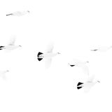 Professional Award Winner: Liron Gertsman  Species: Willow Ptarmigan  Location: Kluane National Park, Yukon, Canada  Camera: Canon EOS R5 with a Canon RF 100-500mm f/4.5-7.1 L IS USM lens; 1/5000 second at f/7.1; ISO 1600  Behind the Shot: Perfectly adapted to harsh conditions of alpine and subalpine habitats, ptarmigan are famous for changing their feathers to match either snow in winter or rocky surroundings in summer—a mastery of camouflage that makes them difficult to find all year. When I spotted a covey moving through snowy terrain in whiteout conditions, I captured this high-key image as a group flew past.  Bird Lore: One of the most widespread grouse, the Willow Ptarmigan lives at snowy northern latitudes around the globe. It not only molts its brown feathers in winter, it also grows “snowshoes”: stiff feathers on the feet that help it walk atop the drifts. But there is regional variation. In the more temperate British Isles, the local subspecies (the Red Grouse) is dark brown all year.  Judge’s Take (Lucas Bustamante): This image awakens a feeling of peace and beauty in me, and this is precisely how I perceive nature. In addition, the accuracy of framing all the flying ptarmigans in a harmonious composition is impressive—as is the perfect contrast of the white snow and the birds with their black dots. The photographer truly freezes the art of nature!