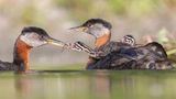 Youth Honorable Mention: Edwin ​​Liu  Species: Red-necked Grebe  Location: Etobicoke, Ontario, Canada  Camera: Canon R5 with a Canon EF 400mm f/4 DO IS II USM lens; 1/1600 second at f/4.0; ISO 800  Behind the Shot: I went out early one June morning to see a Red-necked Grebe family that I had been observing on the shore of Lake Ontario. I had to wait for the right time and find the right place with good lighting conditions. To get an eye-level image, I put a tripod into the water and made sure it was just above the water’s surface. Things happened very quickly. Luckily, I managed to get the shot I wanted: this image that shows feeding behavior of parents and chicks in their habitat. Hard work brings luck.  Bird Lore: Grebes are often considered primitive birds, but they take a modern approach to family life: Both parents share essentially equal roles in raising their young, a relatively unusual avian dynamic. Together the male and female build a floating nest, anchored to marsh plants in shallow water. They take turns incubating eggs; then the hatchlings ride on the back of one parent while the other dives for aquatic creatures to feed them.  Judge’s Take (Daniel Dietrich): A superb photo timed perfectly by the photographer: The low angle creates a wonderful foreground with the reflection leading to a sharp, well-composed image of a tender moment in nature.