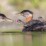 Youth Honorable Mention: Edwin ​​Liu  Species: Red-necked Grebe  Location: Etobicoke, Ontario, Canada  Camera: Canon R5 with a Canon EF 400mm f/4 DO IS II USM lens; 1/1600 second at f/4.0; ISO 800  Behind the Shot: I went out early one June morning to see a Red-necked Grebe family that I had been observing on the shore of Lake Ontario. I had to wait for the right time and find the right place with good lighting conditions. To get an eye-level image, I put a tripod into the water and made sure it was just above the water’s surface. Things happened very quickly. Luckily, I managed to get the shot I wanted: this image that shows feeding behavior of parents and chicks in their habitat. Hard work brings luck.  Bird Lore: Grebes are often considered primitive birds, but they take a modern approach to family life: Both parents share essentially equal roles in raising their young, a relatively unusual avian dynamic. Together the male and female build a floating nest, anchored to marsh plants in shallow water. They take turns incubating eggs; then the hatchlings ride on the back of one parent while the other dives for aquatic creatures to feed them.  Judge’s Take (Daniel Dietrich): A superb photo timed perfectly by the photographer: The low angle creates a wonderful foreground with the reflection leading to a sharp, well-composed image of a tender moment in nature.