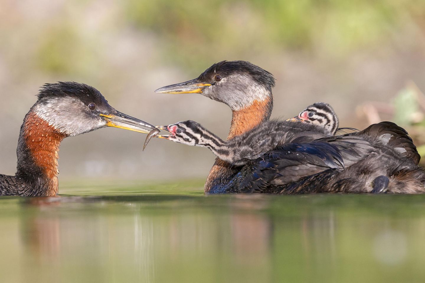 Rothalstaucher als Wassertaxi Youth Honorable Mention: Edwin Liu  Species: Red-necked Grebe  Location: Etobicoke, Ontario, Canada  Camera: Canon R5 with a Canon EF 400mm f/4 DO IS II USM lens; 1/1600 second at f/4.0; ISO 800  Behind the Shot: I went out early one June morning to see a Red-necked Grebe family that I had been observing on the shore of Lake Ontario. I had to wait for the right time and find the right place with good lighting conditions. To get an eye-level image, I put a tripod into the water and made sure it was just above the water’s surface. Things happened very quickly. Luckily, I managed to get the shot I wanted: this image that shows feeding behavior of parents and chicks in their habitat. Hard work brings luck.  Bird Lore: Grebes are often considered primitive birds, but they take a modern approach to family life: Both parents share essentially equal roles in raising their young, a relatively unusual avian dynamic. Together the male and female build a floating nest, anchored to marsh plants in shallow water. They take turns incubating eggs; then the hatchlings ride on the back of one parent while the other dives for aquatic creatures to feed them.  Judge’s Take (Daniel Dietrich): A superb photo timed perfectly by the photographer: The low angle creates a wonderful foreground with the reflection leading to a sharp, well-composed image of a tender moment in nature.