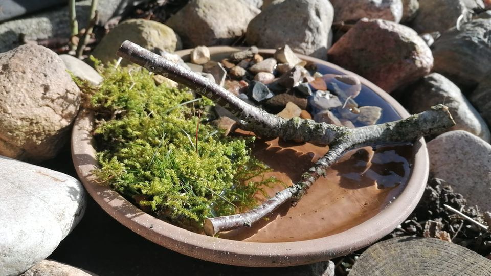 Insektentränke mit Steinen, Zweig und Moos
