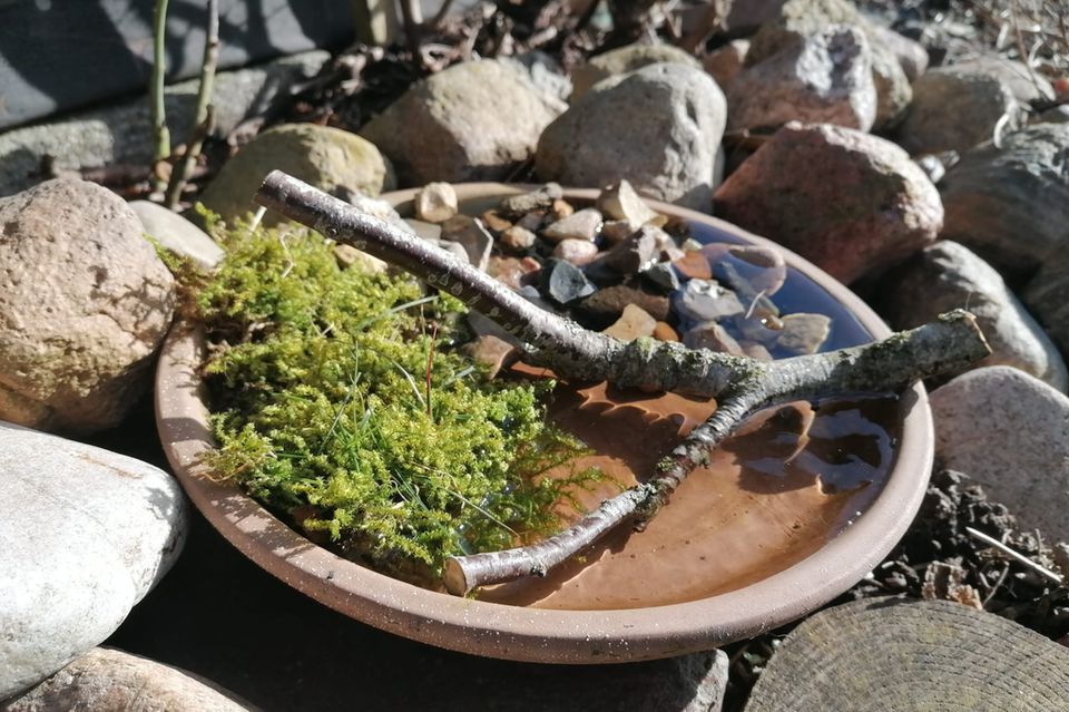 Vogel und Insektentränken können im Sommer lebenswichtig sein [GEO]