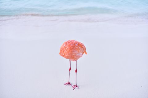 Skurril, aber nicht computergeneriert: Mit diesem Foto eines "kopflosen" Flamingos schaffte es der Fotograf Miles Astray auf einen Siegerplatz im Fotowettbewerb "1839 Awards" – nur um anschließend wieder disqualifiziert zu werden