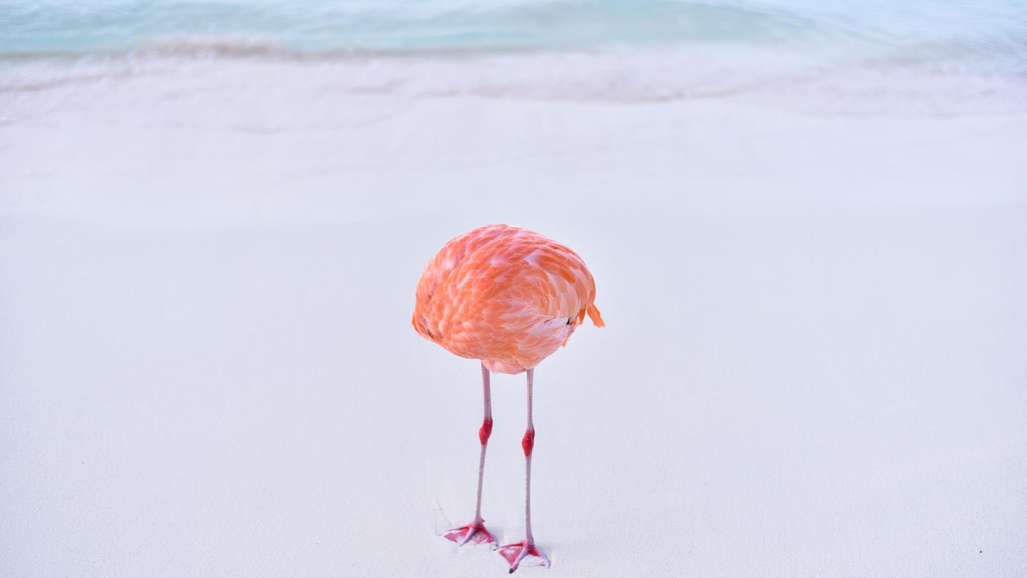 Skurril, aber nicht computergeneriert: Mit diesem Foto eines "kopflosen" Flamingos schaffte es der Fotograf Miles Astray auf einen Siegerplatz im Fotowettbewerb "1839 Awards" – nur um anschließend wieder disqualifiziert zu werden