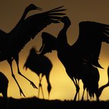 Kranichtanz in Schweden