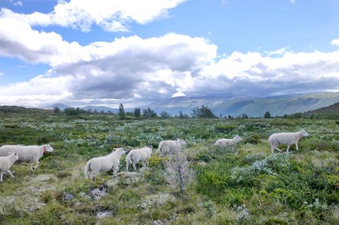 Olavsweg in Norwegen