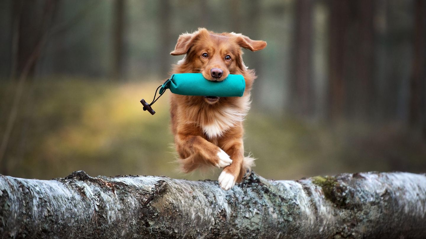 Ein Hund beim Training mit einem Dummy