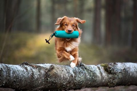 Ein Hund beim Training mit einem Dummy