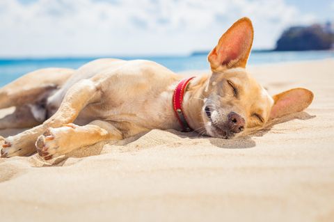 kleiner cremefarbener Hund döst am Strand in der Sonne