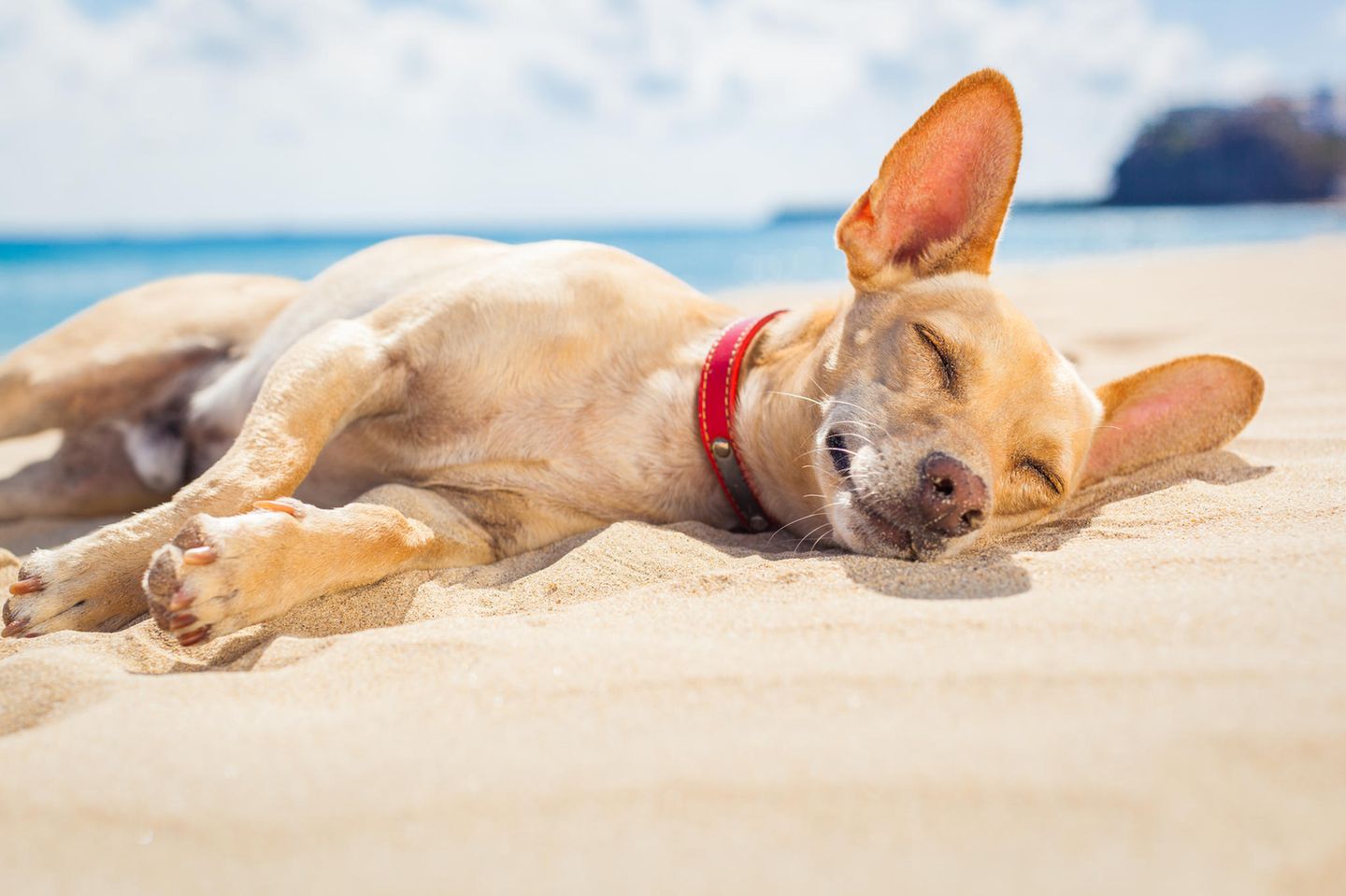 kleiner cremefarbener Hund döst am Strand in der Sonne