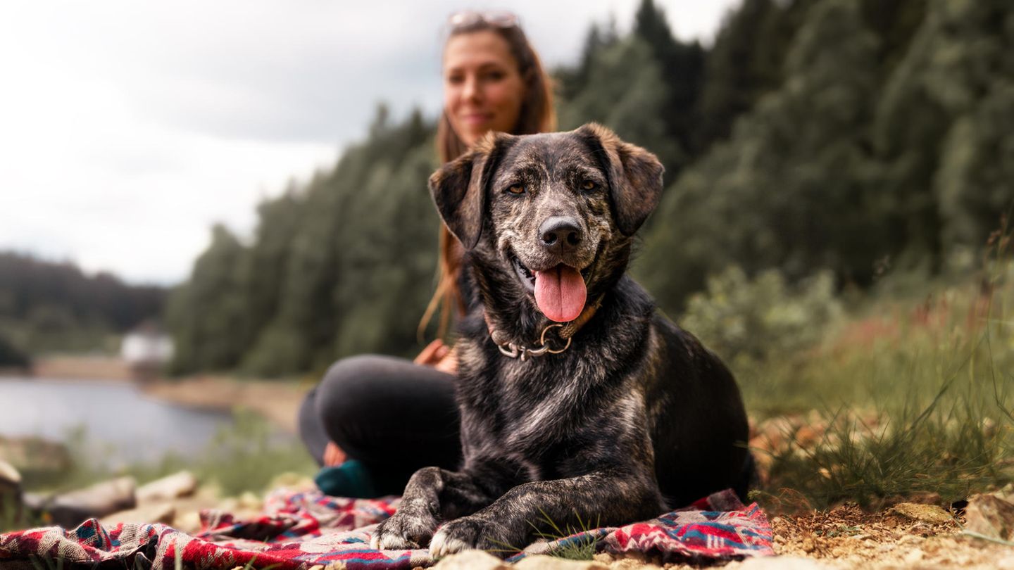Erstausstattung Hund
