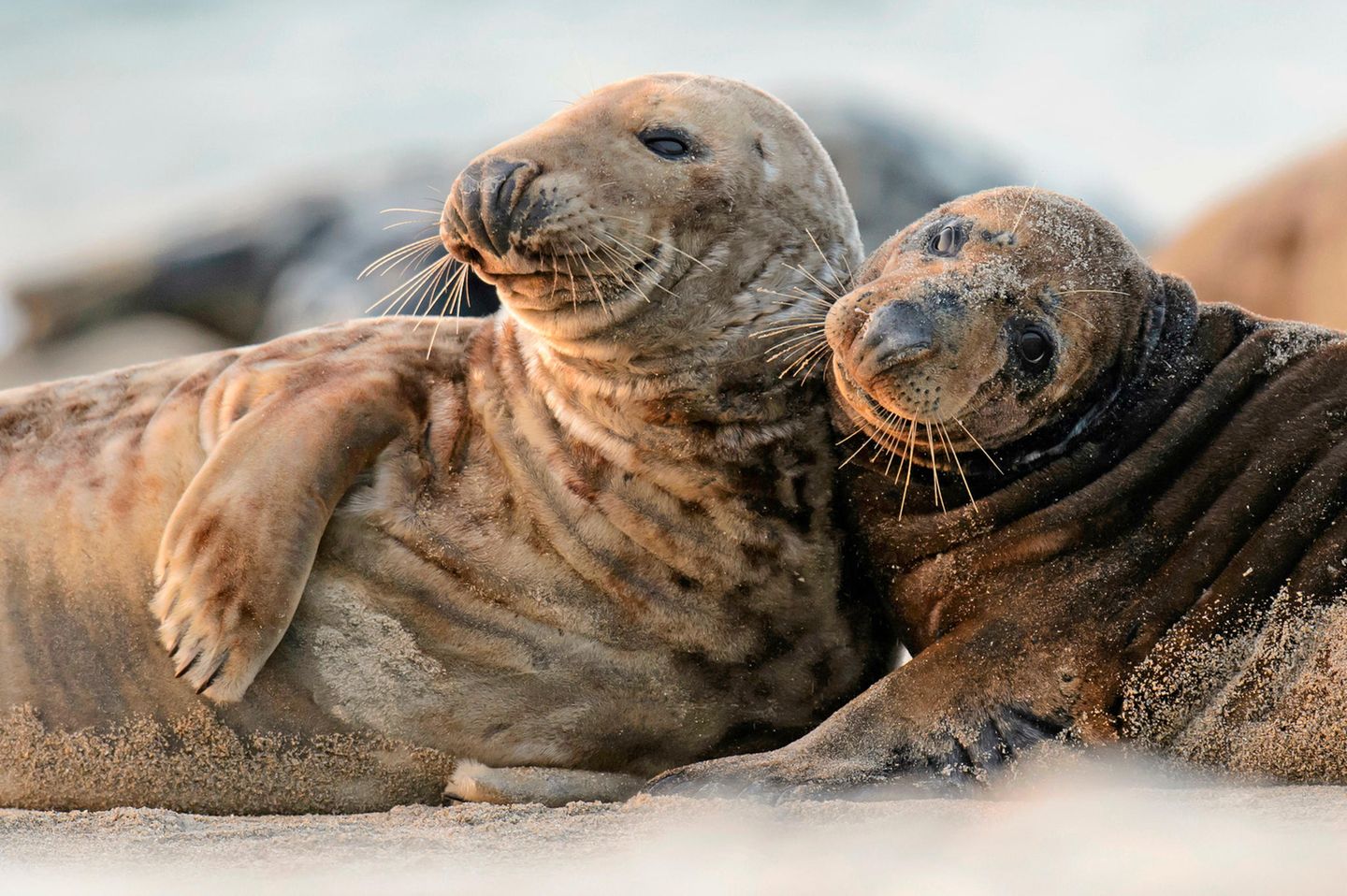 Die Zahl der Kegelrobben im Wattenmeer und auf Helgoland nimmt weiter zu – wenn auch langsamer als zuvor