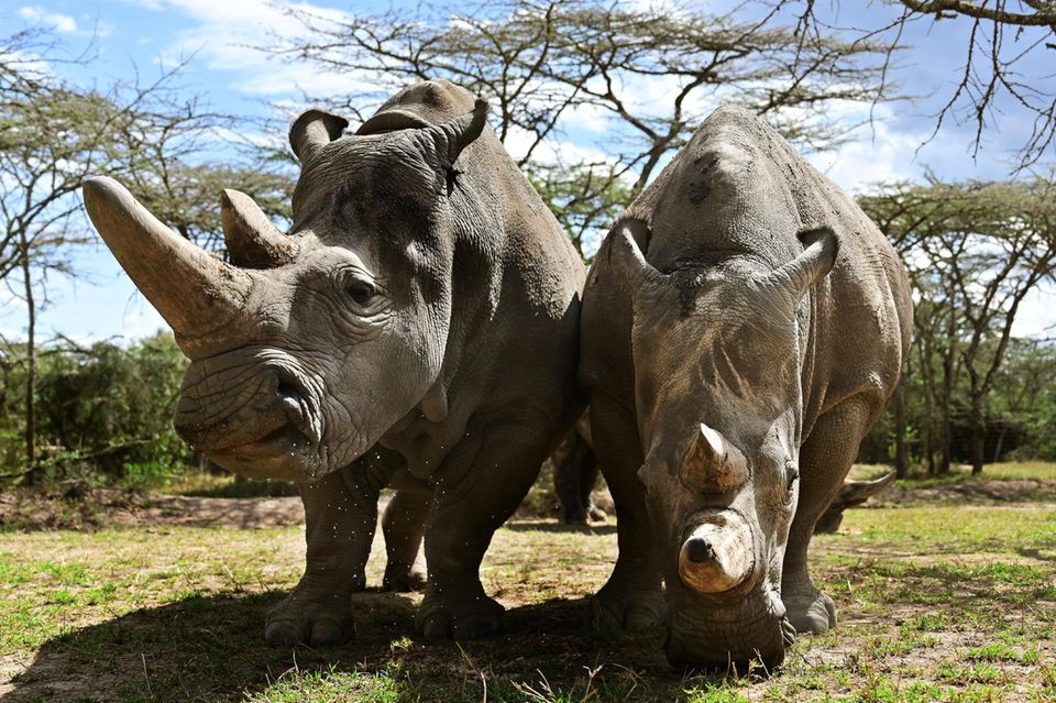 Die Letzten ihrer Art: Diese beiden Nördlichen Breitmaulnashörner, Mutter und Tochter, leben schwer bewacht im Reservat Ol Pejeta Conservancy in Kenia   